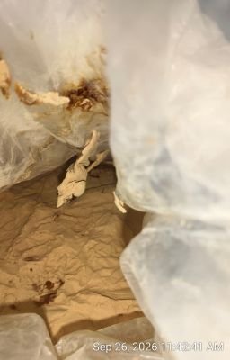 Damaged Stock of Classic Malt Horlicks Export
